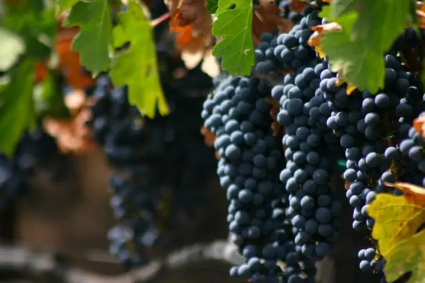 Close-up of ripe grape clusters among autumn vine leaves