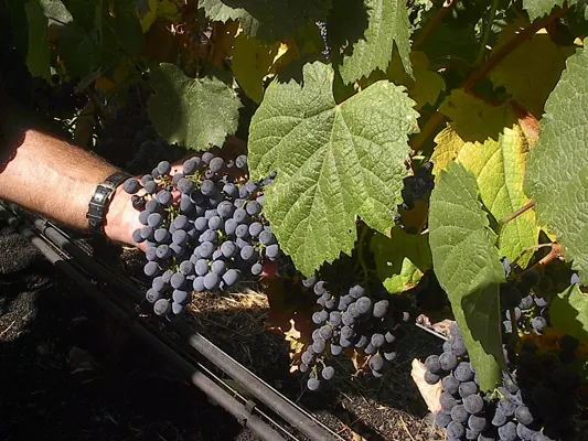 A hand lifting a cluster of Cabernet grapes on the vine