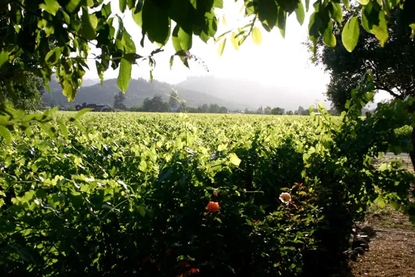 View across green vineyard rows toward the hills